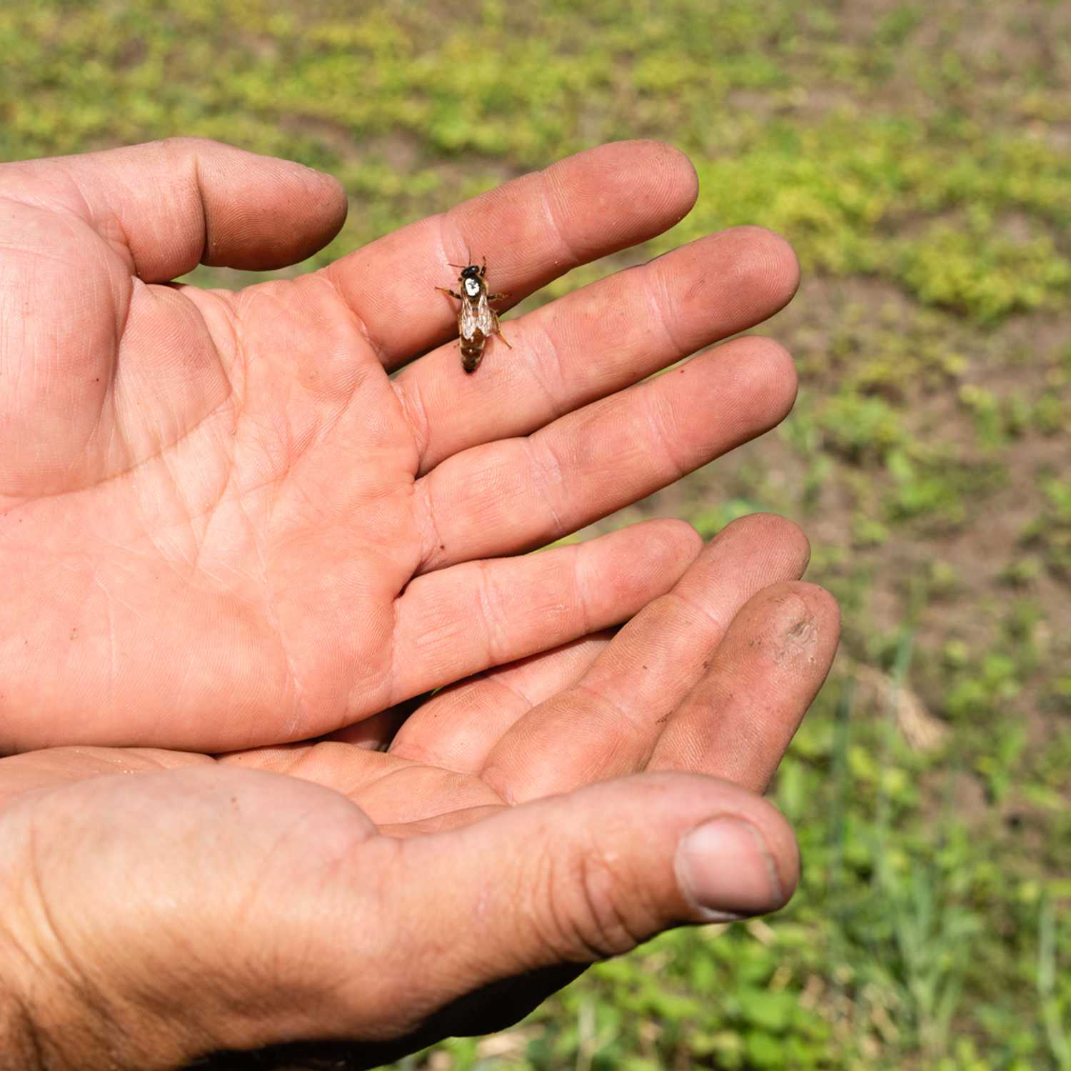 bee-in-hand